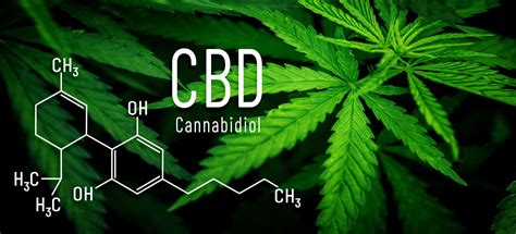 CBD oil is capable of getting quickly metabolized and practically has no negative effects on your pet