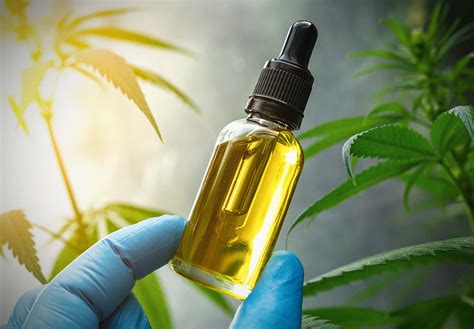  CBD oil is extracted from hemp plants