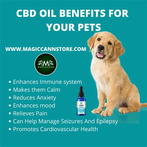  CBD oil works the same way for dogs and cats as it does for humans