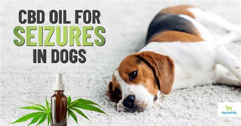 CBD or cannabidiol supports dogs with seizures