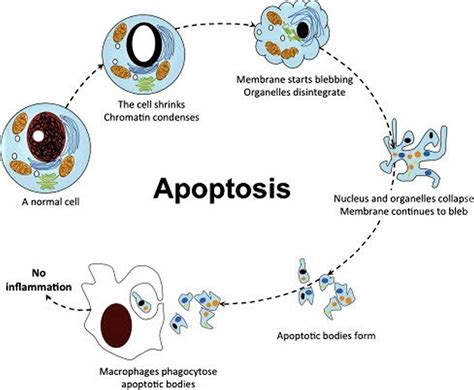  CBD promotes apoptosis and prevents angiogenesis