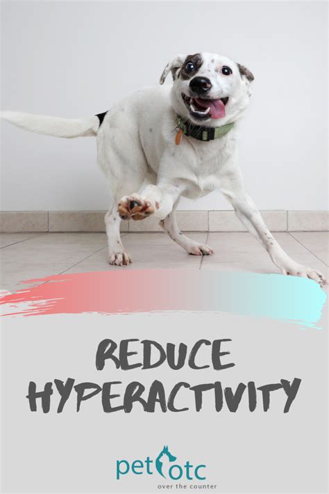  CBD promotes relaxation and helps reduce excess energy levels in hyperactive dogs