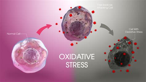  CBD reduces oxidative conditions by preventing the formation of superoxide radicals and reactive oxygen species that causes damage to optic nervous tissue