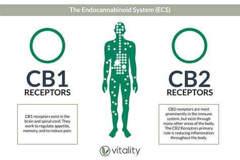  CBD targets receptors in the endocannabinoid system, helping to soothe stressful thoughts and provide a natural calming effect