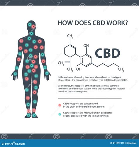  CBD works by activating certain receptors in the body to reduce swelling, control nerve impulses, and regulate cell growth in response to tissue damage