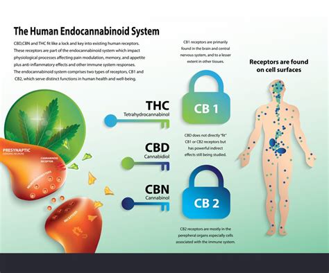  CBD works by interacting with the endocannabinoid system in the body, which helps regulate various functions such as pain, mood, and appetite