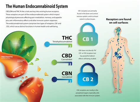  CBD works through both endocannabinoid and non-endocannabinoid systems