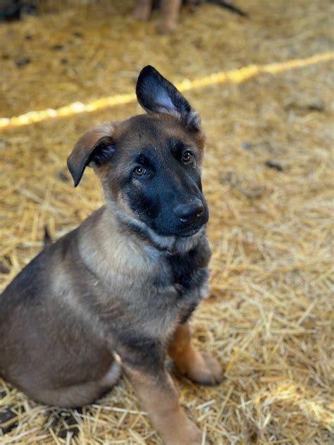  CKC Registered German Shepherd puppies, will come with 1st shot and deworming, 4 males and one female, serious inquiry