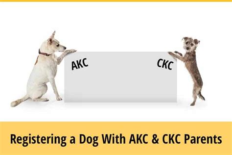  CKC would register pretty much anything…they register designer dogs so that shows you how much they care