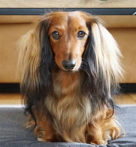  CRD4 is an eye condition that originated with long-haired Dachshunds, and is very common within our breed