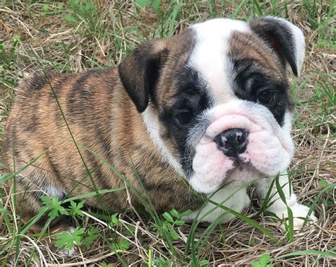  Call or Txt now for Pics, Thanks! Brindle Bulldog Puppies for Sale