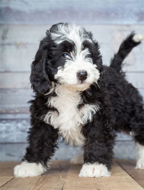  Called a designer crossbreed because they are a hybrid of a Bernese Mountain Dog and a Poodle , Mini Bernedoodles bring the best characteristics from both breeds