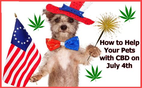  Can CBD help dogs and cats who are afraid of fireworks or thunder? Dogs and cats can spend the 4th of July and other holidays celebrated with fireworks cowering in fear