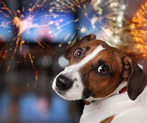  Can CBD keep your dog calm during fireworks? If your dog becomes anxious or upset during fireworks, giving them CBD dog treats could help keep them calm
