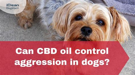  Can CBD oil help with dog aggression? Yes, there is evidence to show that CBD oil helps alleviate dog aggression