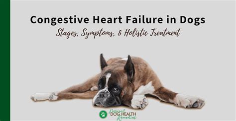  Can CBD treat congestive heart disease in dogs? It can