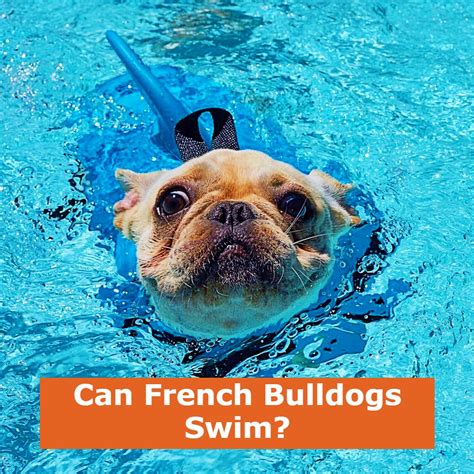  Can French Bulldogs swim? Because of their stocky frames, squished-in faces, thick necks and short and wide bodies, French Bulldogs in Maryland are unable to swim