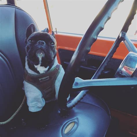  Can Frenchies drive? Like a car? They will drive you crazy with cuteness