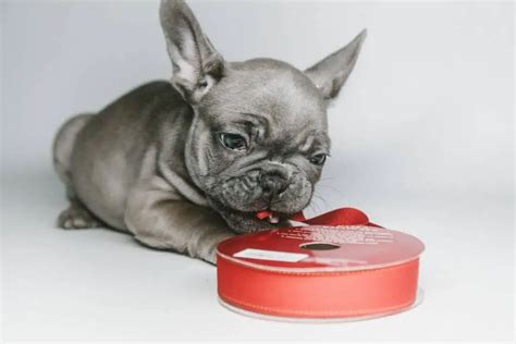  Can I give my French Bulldog rice? Yes, that staple of the world of dog food