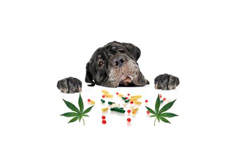  Can I give my dog CBD along with other medications? Research has shown that CBD is well-tolerated by healthy dogs
