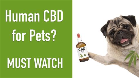  Can I give my dog human CBD oil? It is not recommended to give your dog human CBD oil without consulting with a veterinarian first