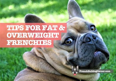  Can I help my French Bulldog lose weight? Providing your pup with regular exercise and a balanced diet that includes protein, fat, fiber, and water and following the serving size provided on the nutrition facts is the best way to ensure your Frenchie is at a healthy weight