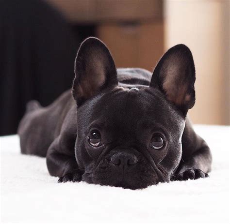  Can I just walk my Frenchie or do they need more exercise? But they do need plenty of playtime and mental stimulation to keep them happy and content