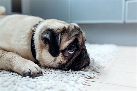  Can Pugs be left alone? However, it is okay to leave your dog alone for about 8 hours