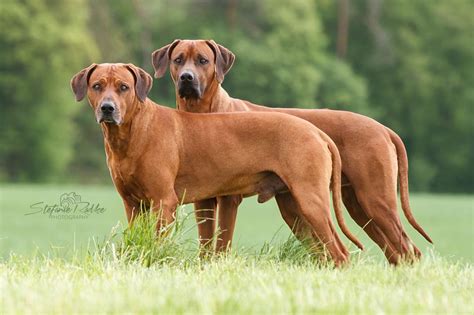  Can Rhodesian Ridgebacks be left alone? As Rhodesian Ridgebacks are such loyal and affectionate dogs, they can be prone to separation anxiety