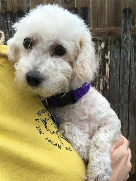  Can You Adopt a Bichon Poodle? These shelters typically rescue mixes of their designated breeds