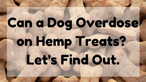  Can a dog overdose on hemp treats? Hemp treats containing cannabinoids such as CBD are generally safe