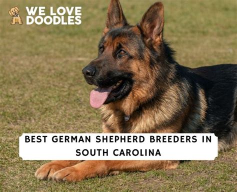  Can any breeders join your network? No, we are very strict with the South Carolina German Shepherd breeders and companies that can join our network