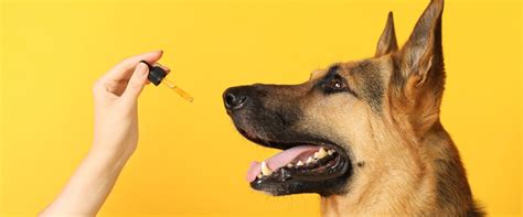  Can dogs react badly to CBD? While it is very uncommon, the short answer is Yes