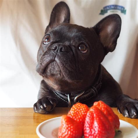  Can you feed your Frenchie dog blueberries? Blueberries, strawberries, raspberries are all great for your Frenchie puppy