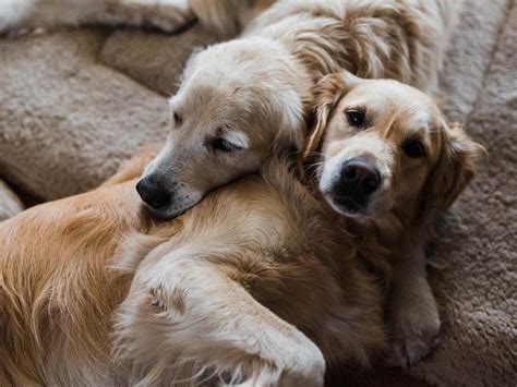  Cancer Golden retrievers seem to be prone to cancers more than other dogs