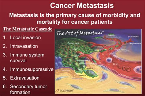  Cancer Metastatsis Rev