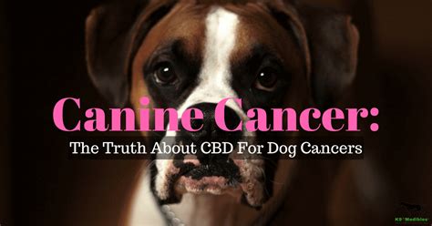 Cancer Support: While not a cure for cancer, CBD may help manage pain and improve the quality of life for dogs undergoing cancer treatments