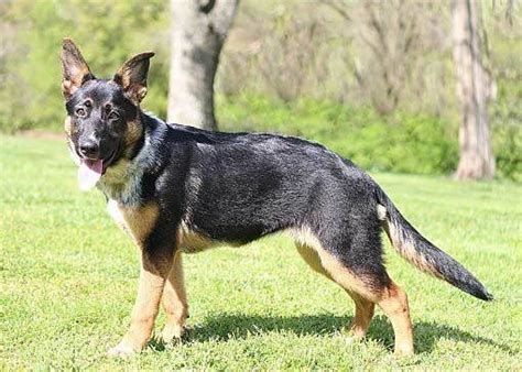  Cancer is also a concern for both Blue Heelers and German Shepherds
