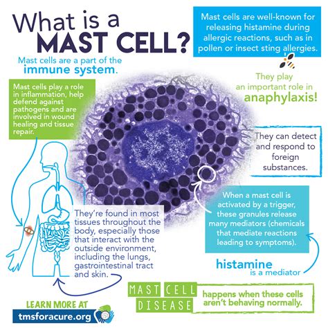  Cancerous mast cells behave in a way that can cause many other issues, such as stomach ulcers