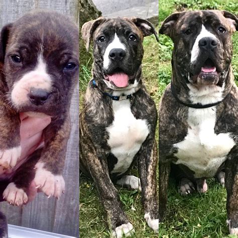  Cane Corso American Bulldog mixes do best in households with older children or teenagers