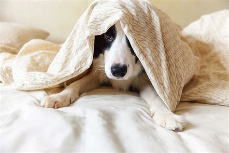  Canine insomnia can also be a result of lack of exercise, particularly in high-energy dogs