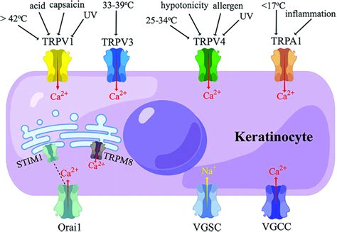  Canine keratinocytes also express TRPV1 receptors 6