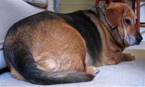  Canine obesity can also increase the risk of other health problems, particularly relating to the heart