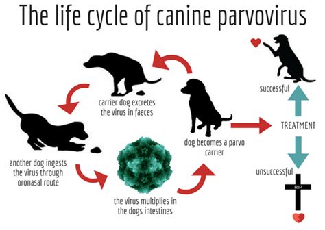  Canine parvovirus CPV is a nasty, highly contagious illness, spread from dog to dog by direct or indirect contact with feces