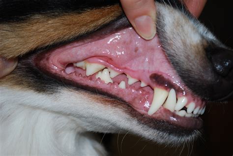 Canine teeth are large