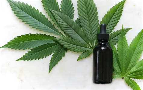  Cannabidiol usually comes in the form of treats or oils