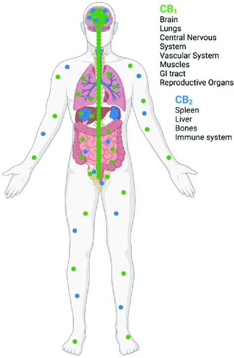  Cannabinoid receptors CB1 and CB2 are widely distributed throughout the central and peripheral nervous system 8 — 10 and are also present in the synovium 