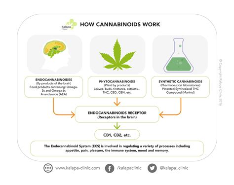  Cannabinoids also occur naturally in the human body — as well as those of cats, dogs, and all mammals — because we all have an endocannabinoid system ECS