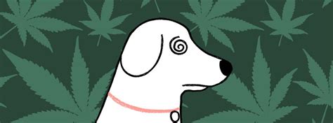  Cannabis toxicosis [14] where your dog behaves like they are on sedatives may occur from THC exposure