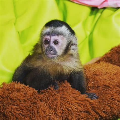  Capuchin Monkeys For Sale